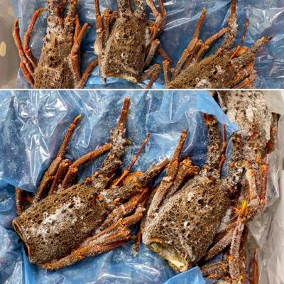 伊勢海老ヘッド（産地は説明文参照）