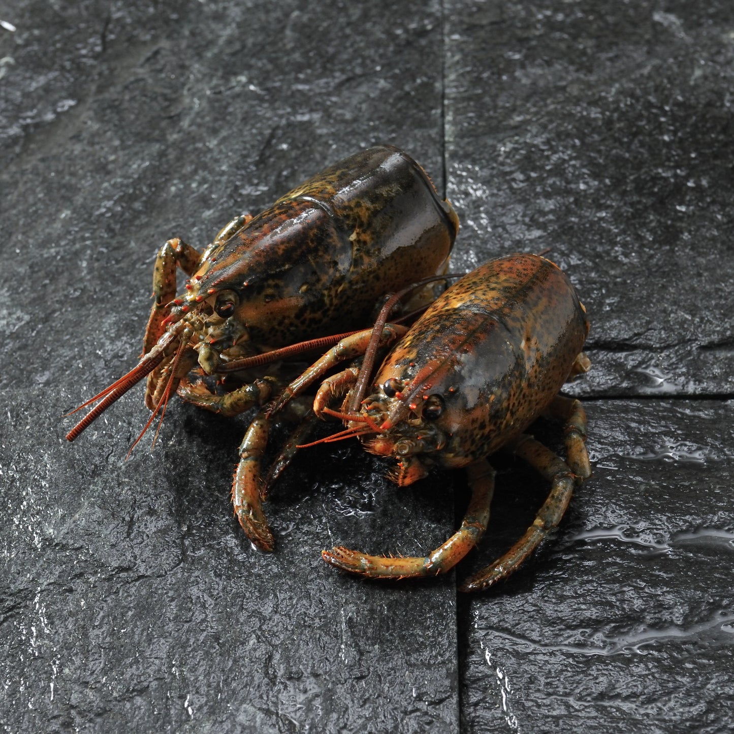 オマールロブスターヘッド(カナダ産)