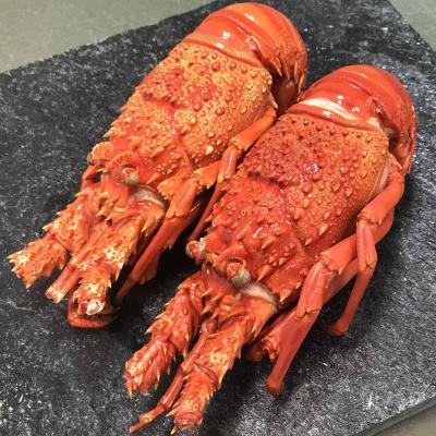 ボイル伊勢海老（マダガスカル産）