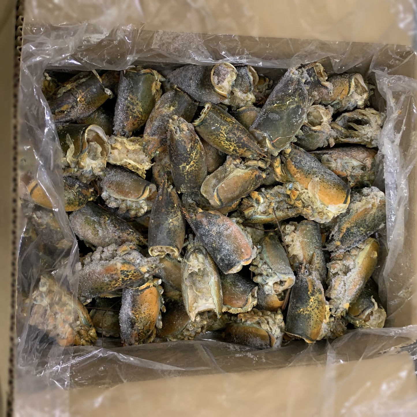 オマールロブスターヘッド(カナダ産)